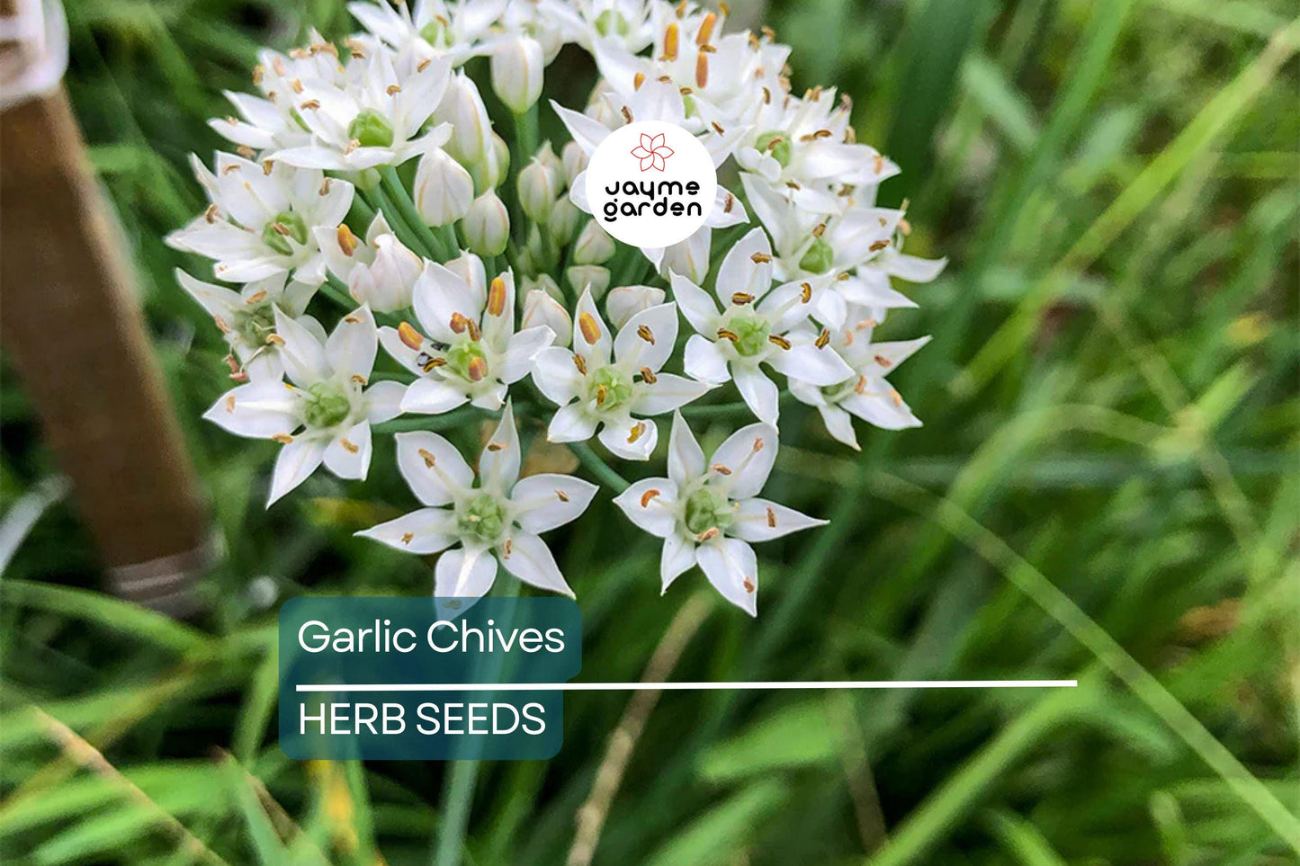 400 Garlic Chives Seeds – Non-GMO, Perennial Herb, Culinary & Ornamental | USA Seller, Free Shipping