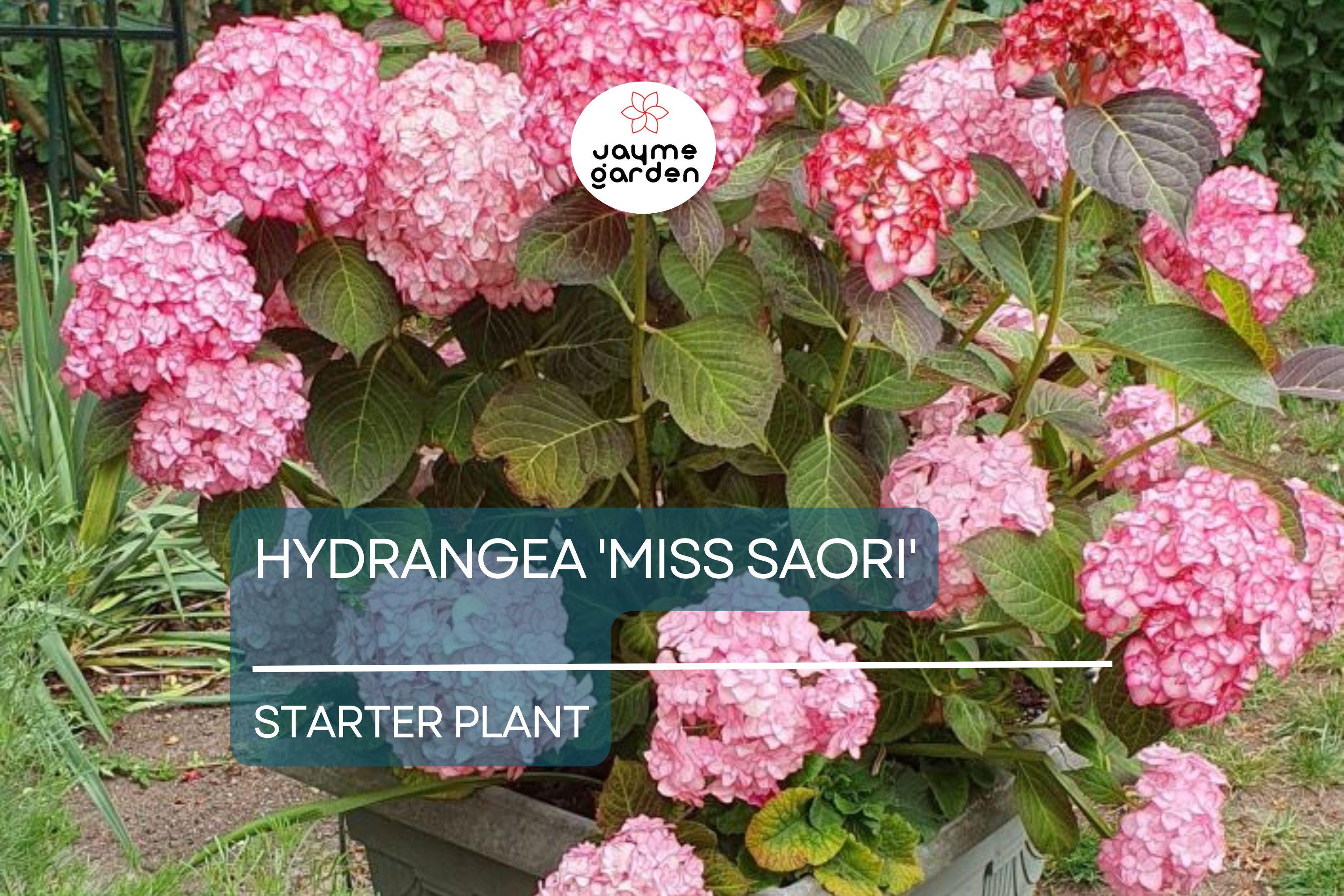 Hydrangea 'Miss Saori' | Live Starter Plant | Double-Petaled Flowers | Deciduous Shrub | Zones 5-9 | Dormant/ Cutback Plant
