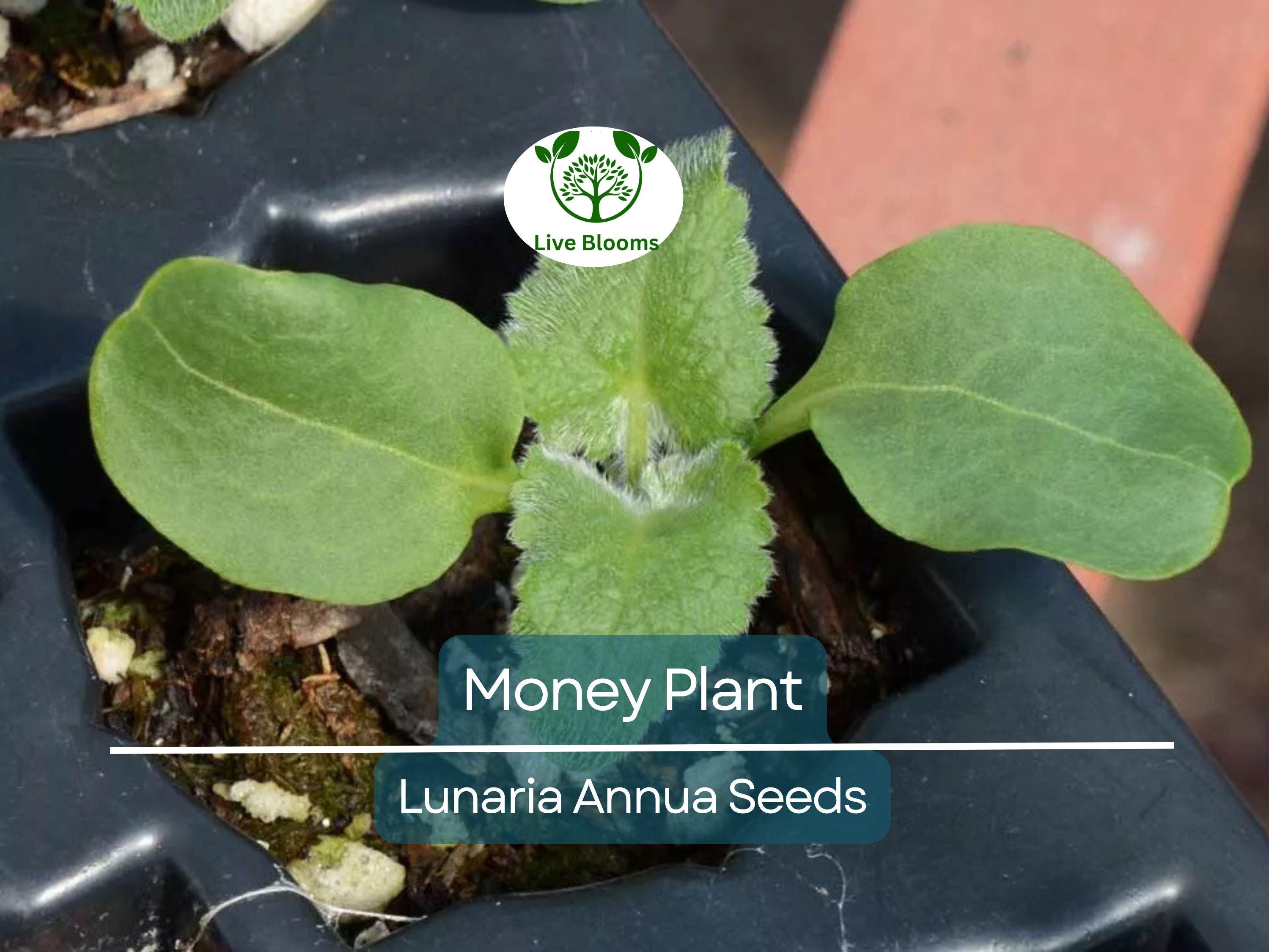 100 Money Plant Seeds – Lunaria annua | Violet Blooms + Silver | Non-GMO | Honesty Plant for Dried Flower Arrangements