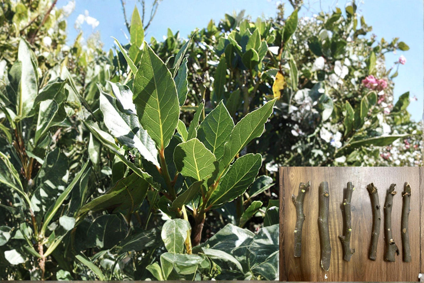 Black Madeira KK Fig 3 Cuttings (Ficus carica) Unrooted Heirloom Fig