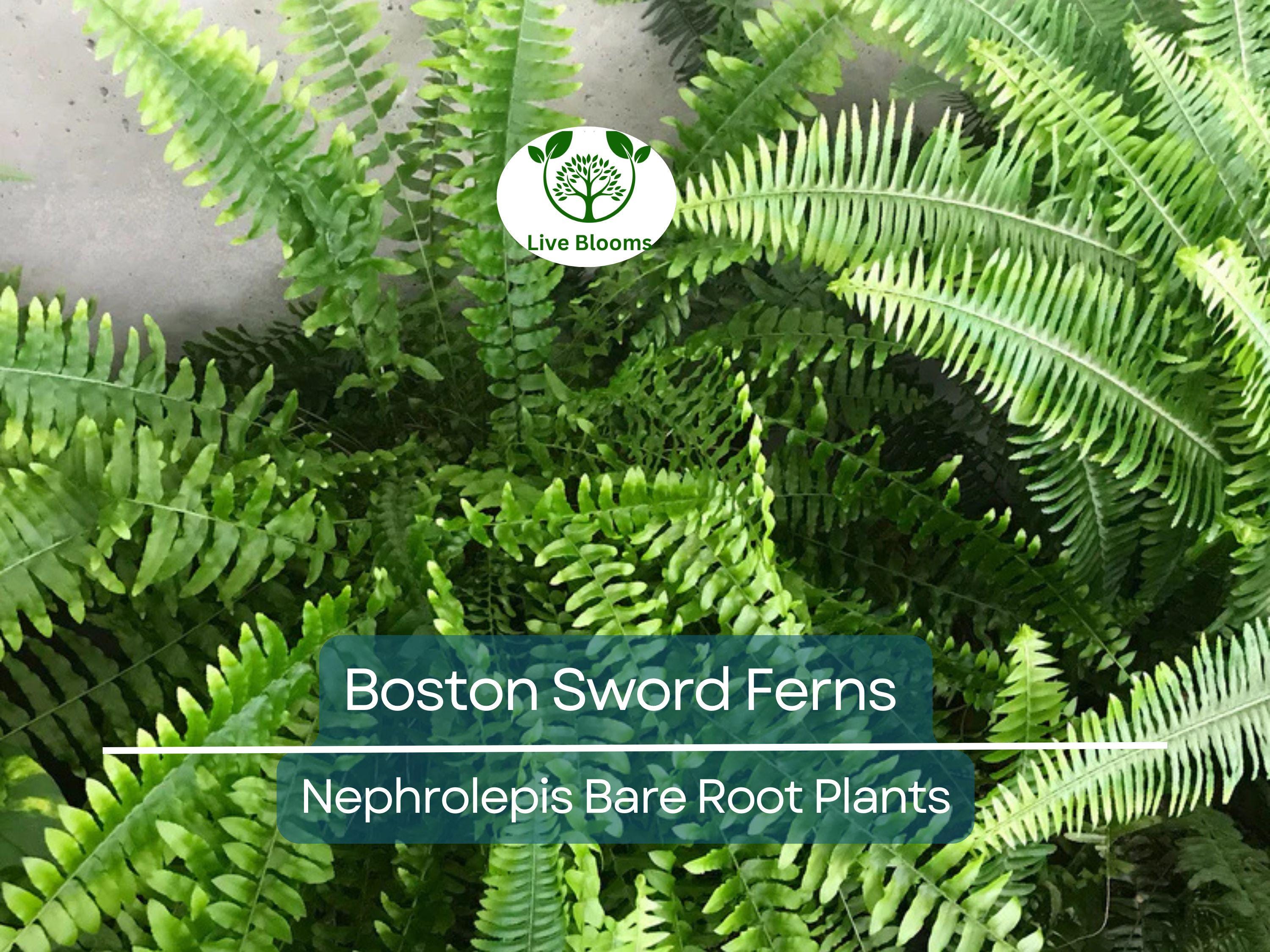 12 Boston Sword Ferns - Nephrolepis Exaltata - Bare Root Live Plants Bundle - Indoor Air Purifier Ferns