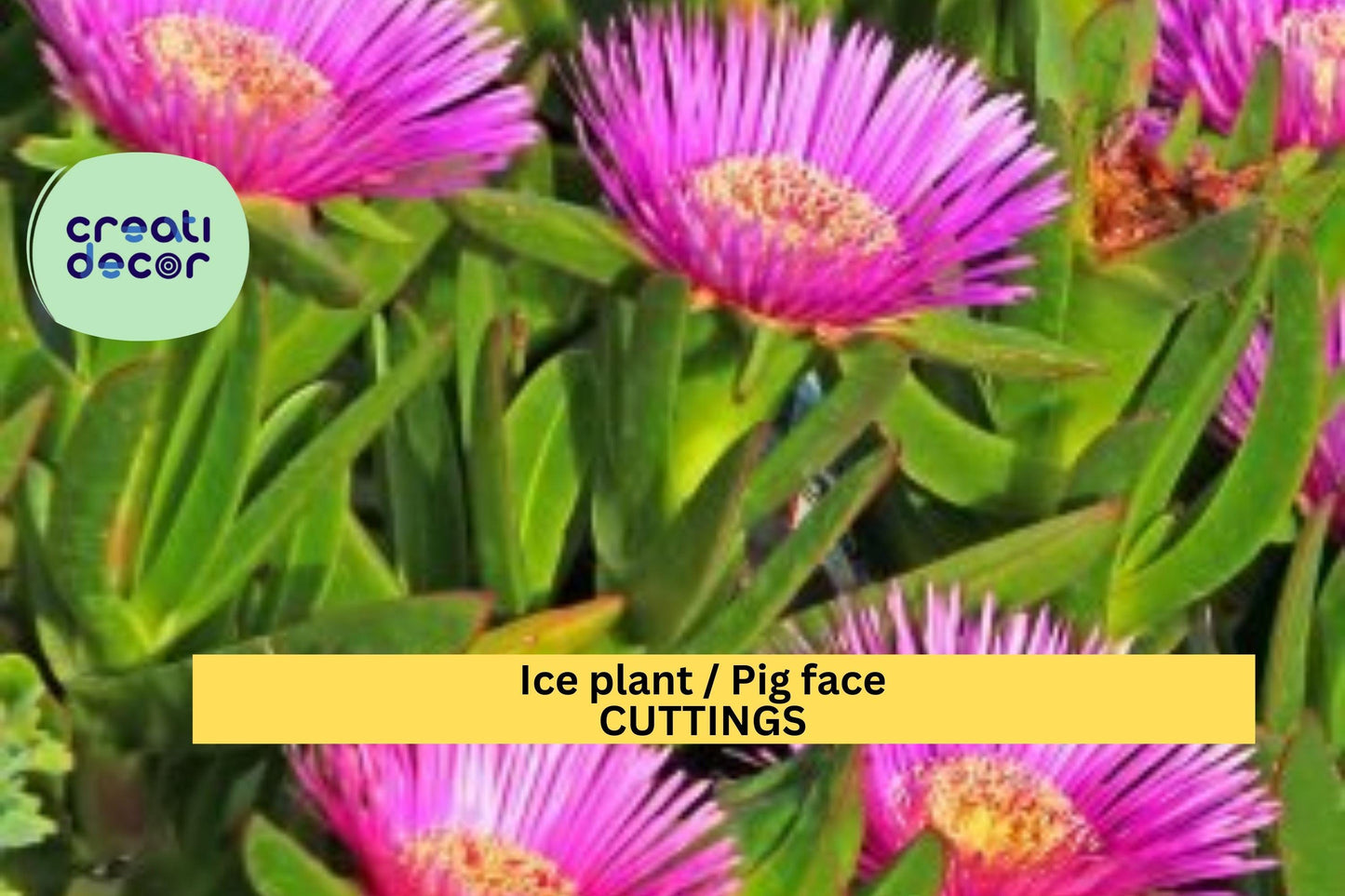 48 Ice Plant Cuttings | Live Unrooted Stems for Ground Cover | Fast Spreading Succulent | Drought Tolerant Backyard Filler