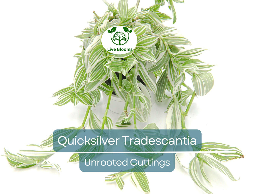 5 Tradescantia Albiflora 'Quicksilver' Variegated Wandering Jew Unrooted Cuttings - White & Green Foliage, Easy Propagation, Houseplant