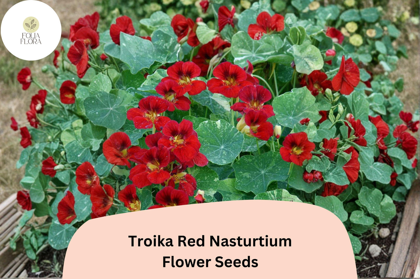 50+ Troika Red Nasturtium Seeds | Tropaeolum majus | Bright Red Blooms | Trailing Annual for Garden