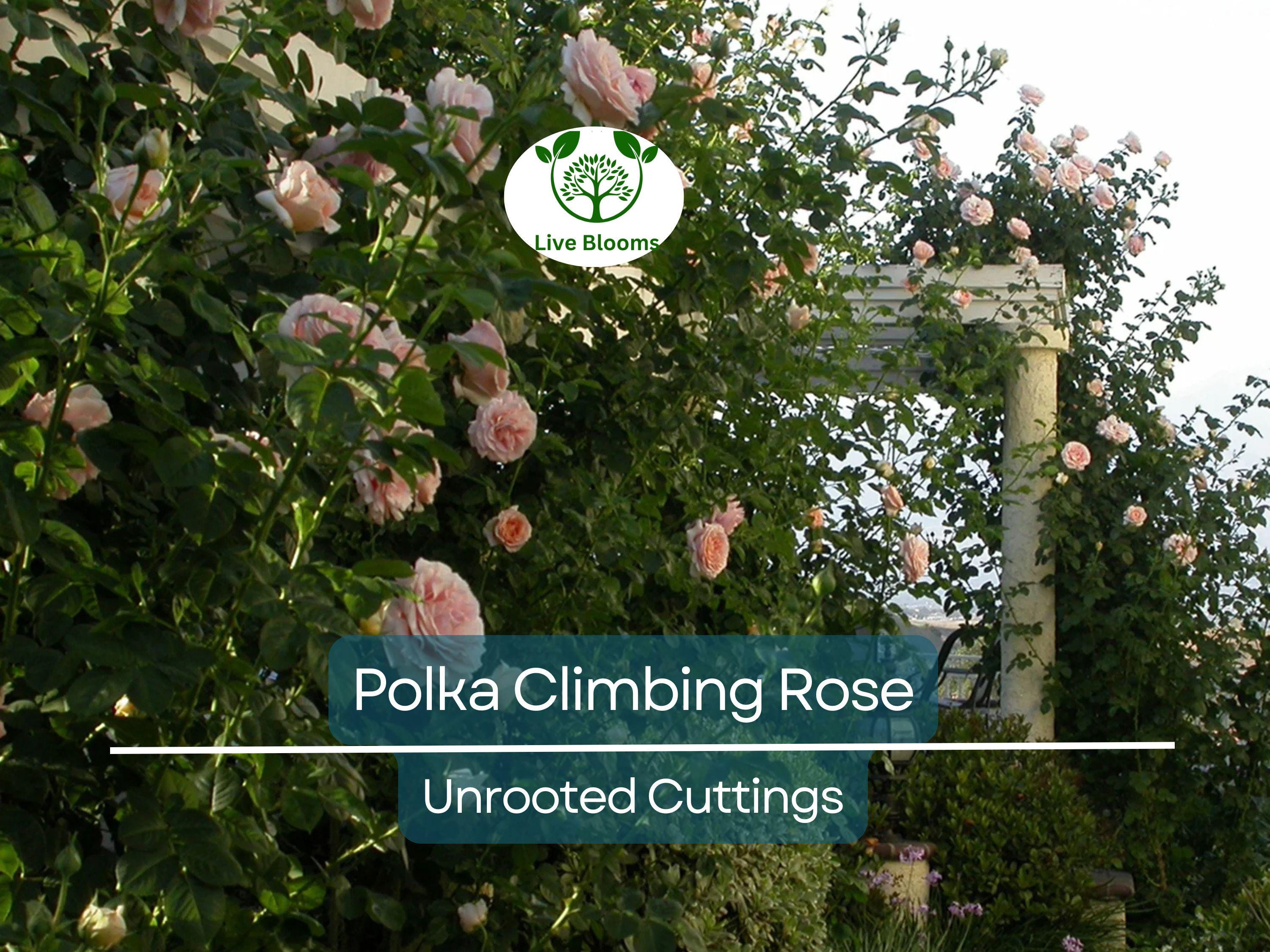 3 Polka Climbing Rose Apricot Unrooted Cuttings Live Fresh, Beautiful Blooming Rose Bush, Perfect for Trellis, Garden, Organic Rose Planting