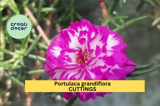5 Portulaca ‘IRIN’ Cuttings – Unrooted Colorful Moss Rose | Portulaca grandiflora for Planting in Sunny Beds, Pots, or Hanging Baskets