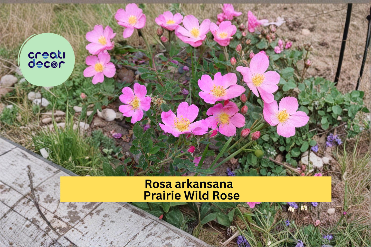 Prairie Wild Rose Seeds Rosa arkansana 10 Count Native Pink Flower Shrub Garden Plant Seeds