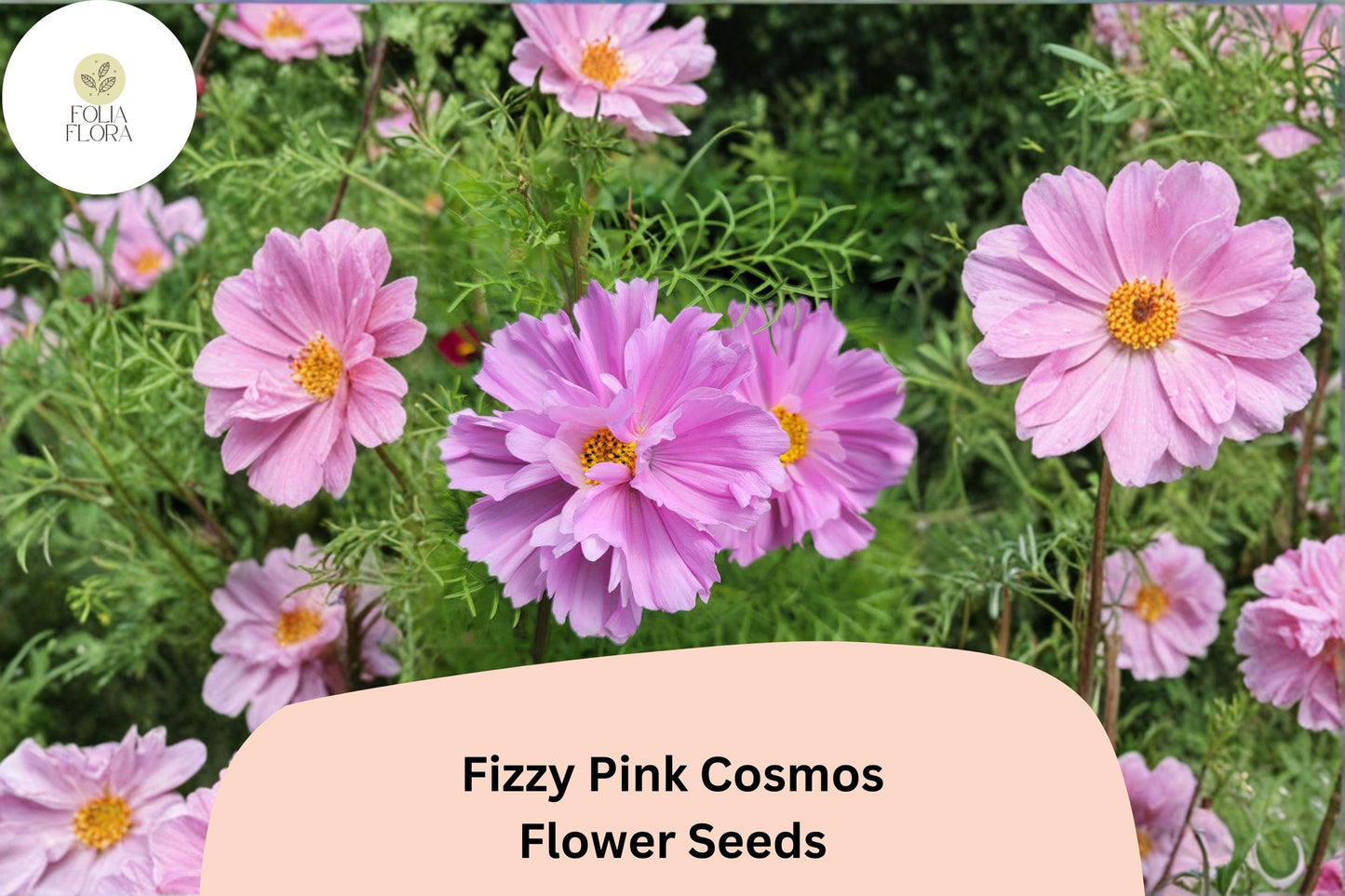 200+ Fizzy Pink Cosmos Seeds | Cosmos Bipinnatus Double Blooms | Pink Ruffled Garden Flower Seeds