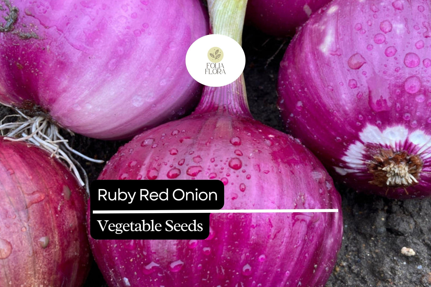 100 Seeds Ruby Red Onion (Allium cepa) – Sweet, Vibrant Red Bulbs for Gardens & Culinary Delights