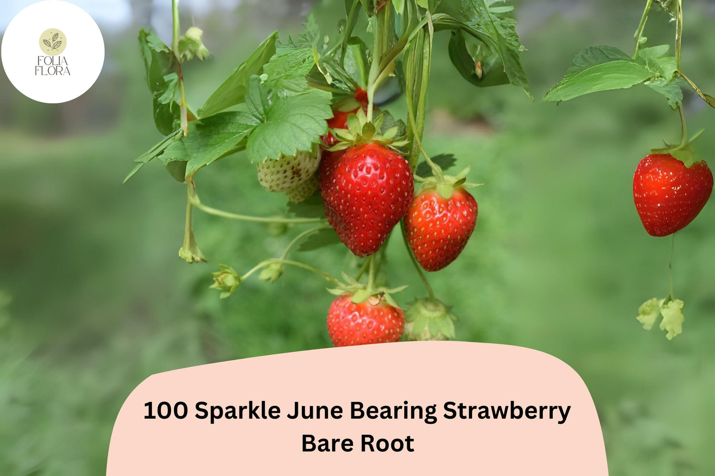 100 Sparkle Strawberry Plants | Live Bare Root June-Bearing | NON-GMO Fragaria × ananassa Garden Fruit