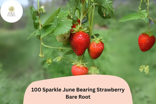 100 Sparkle Strawberry Plants | Live Bare Root June-Bearing | NON-GMO Fragaria × ananassa Garden Fruit