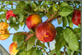 Mericrest Nectarine Tree 1 Plant ~2 ft Tall (Prunus persica var. nucipersica)