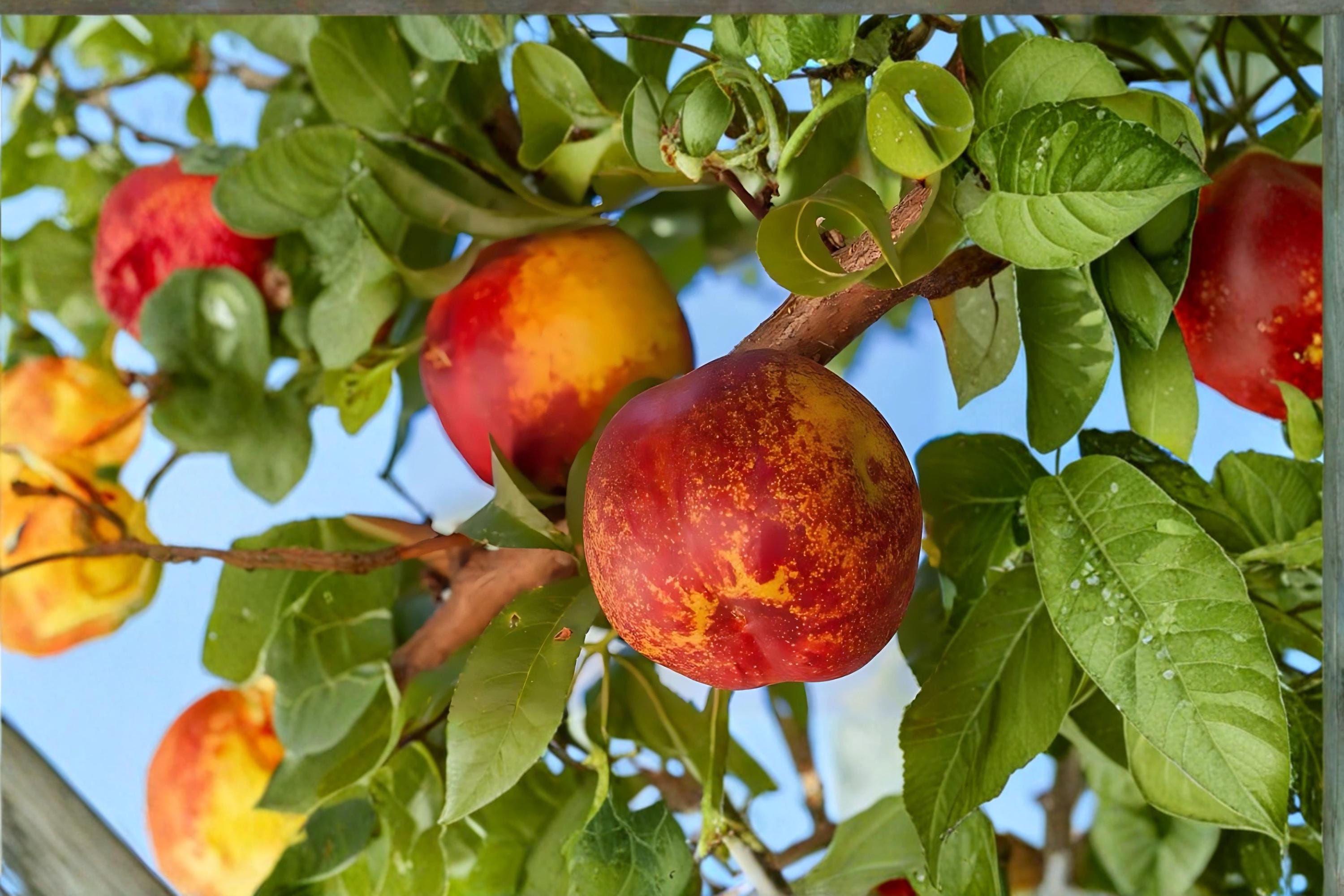 Mericrest Nectarine Tree 1 Plant ~2 ft Tall (Prunus persica var. nucipersica)