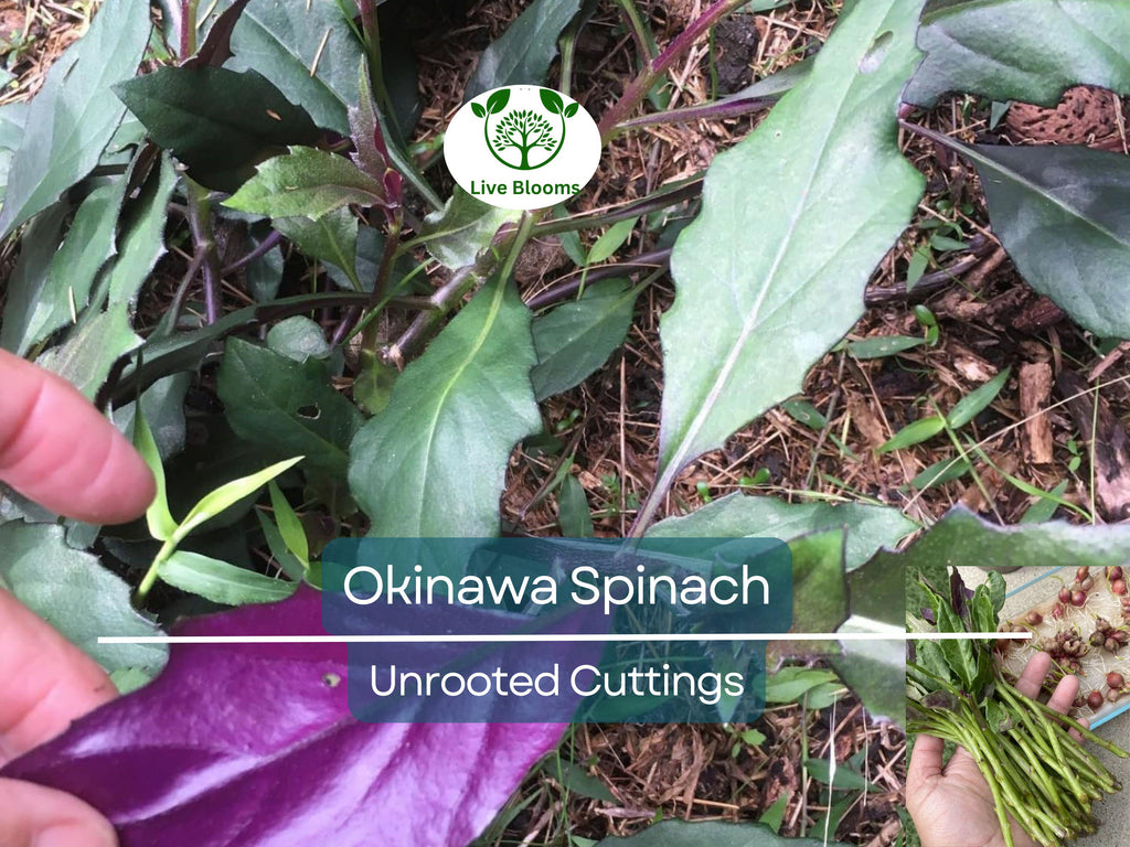 8 Unrooted Cuttings Okinawa Spinach (Gynura bicolor) 5-6" – Edible Purple Leaf Plant, Easy to Grow, Nutrient-Rich, Hardy Herb Starter