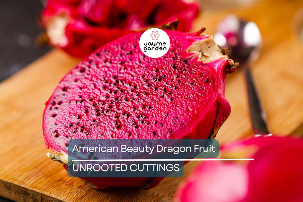 3 American Beauty Dragon Fruit Cuttings - 8-10” Fresh Cuttings, Red Flesh, Self-Pollinating - Ready to Plant