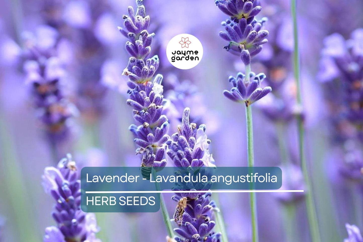700 True Lavender Seeds – Non-GMO Lavandula angustifolia, Fragrant, Free Shipping