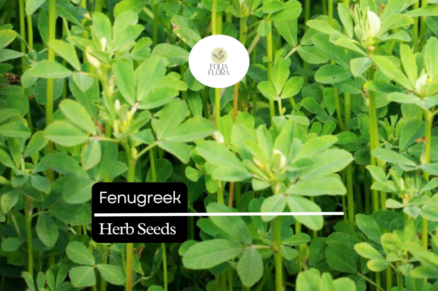 100 Fenugreek Herb Seeds – Trigonella foenum-graecum – Aromatic Culinary Herb, Fast-Growing, Non-GMO, Easy to Grow