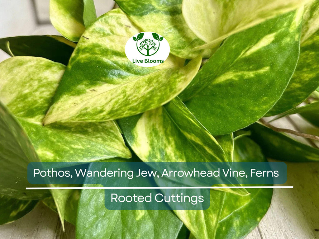 12 Rooted Plant Cuttings (3 Each) - Pothos, Wandering Jew, Arrowhead Vine, Ferns, Easy Care Indoor Plants, Perfect for Propagation