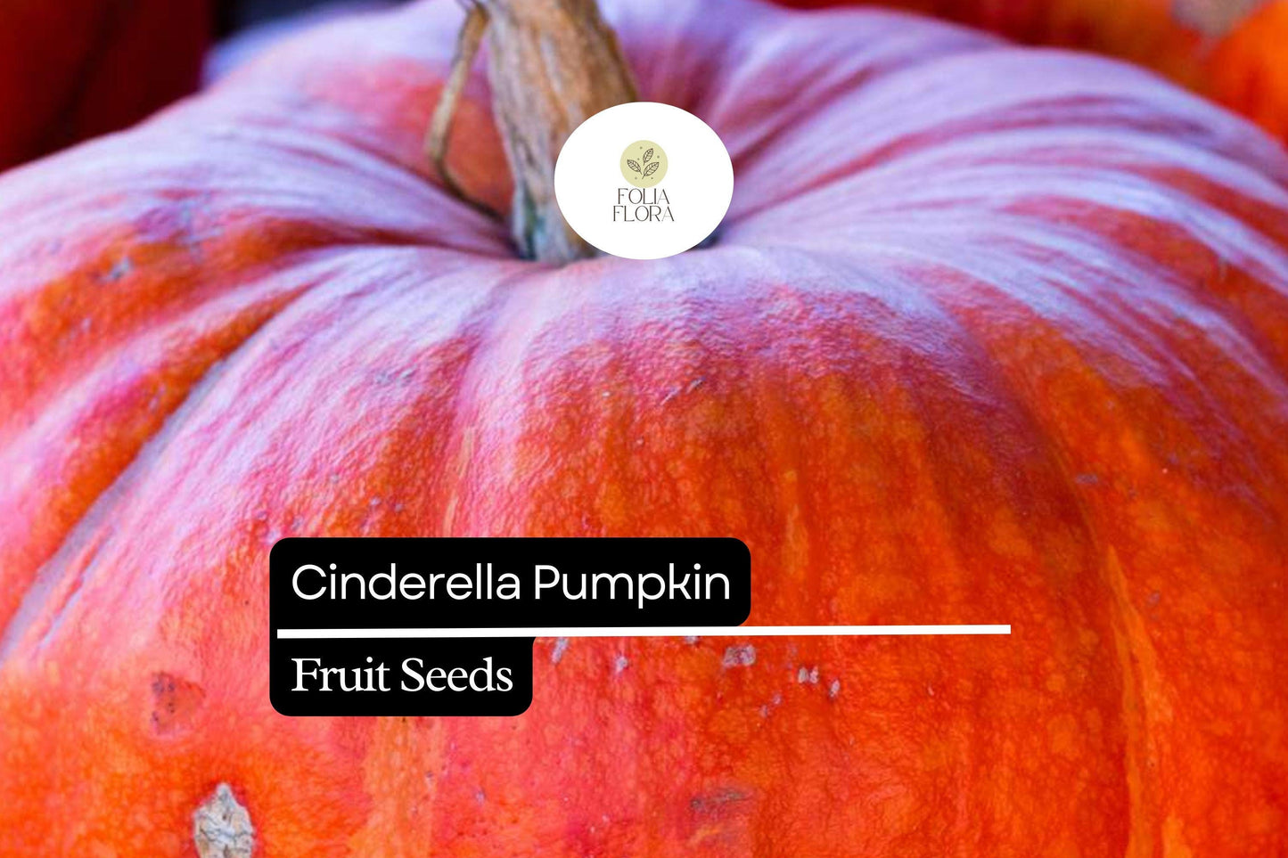 10 Seeds Cinderella Pumpkin (Cucurbita maxima) – Heirloom Rouge Vif d'Etampes Variety