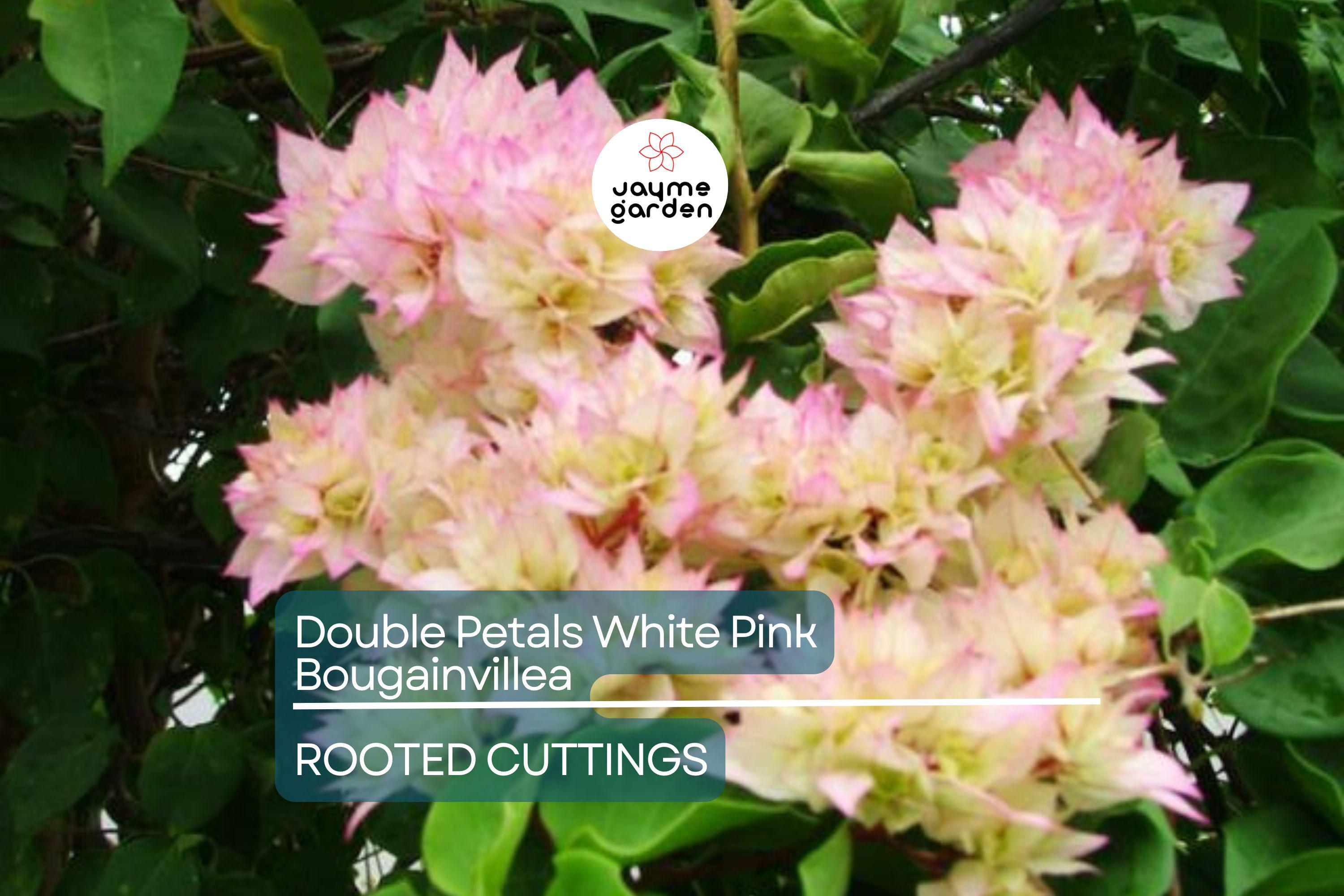 Rare Double Petal White Pink Bougainvillea Cuttings - 3 Fresh, 3-5", Climbing Plant, Medium Fragrance, Summer to Winter Blooms
