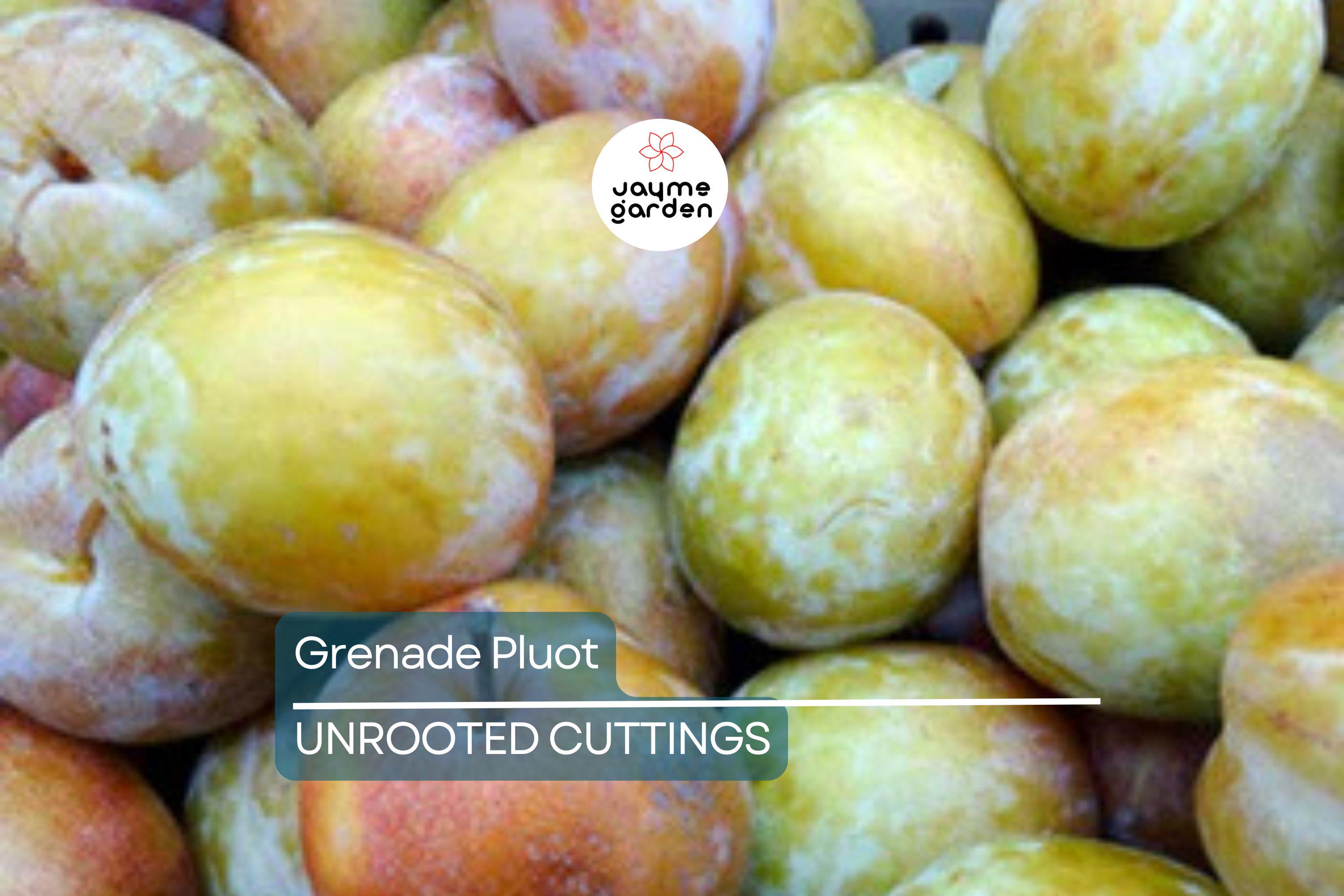 5 Grenade Pluot Scions for Grafting | Plum x Apricot Hybrid | Sweet Golden Fruit | Heavy Producer | 2-5" with 3-5 Buds