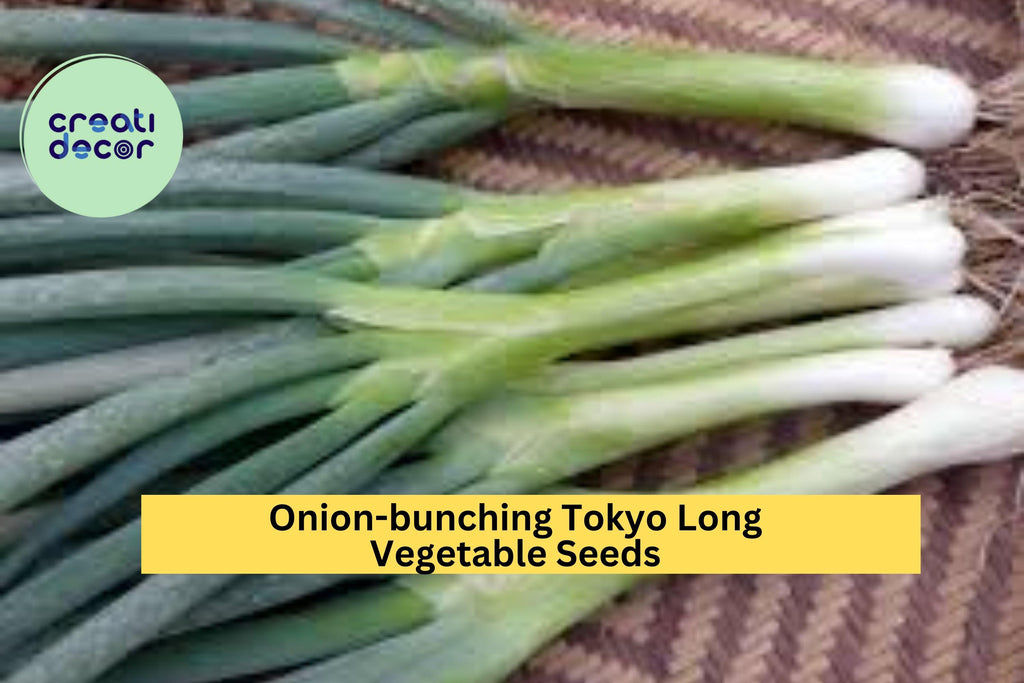 3pcs of 1g Tokyo Long Bunching Onion Seeds – Mild Scallion Variety for Stir-Fries, Soups & Container Gardening Seeds for Planting