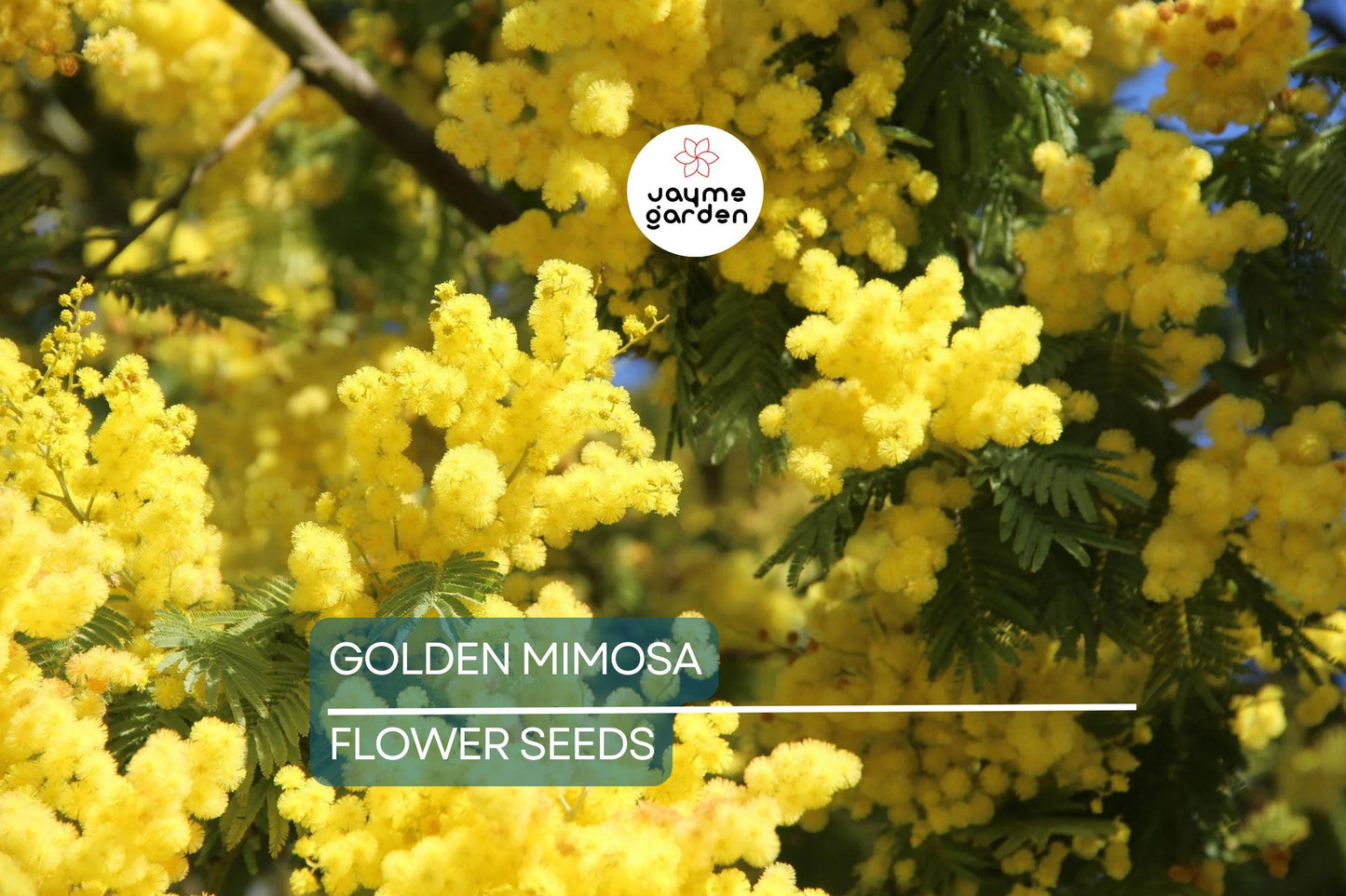 10 Golden Mimosa Tree Seeds (Acacia baileyana) - Fast Growing Yellow Wattle Flower, 25ft Tall