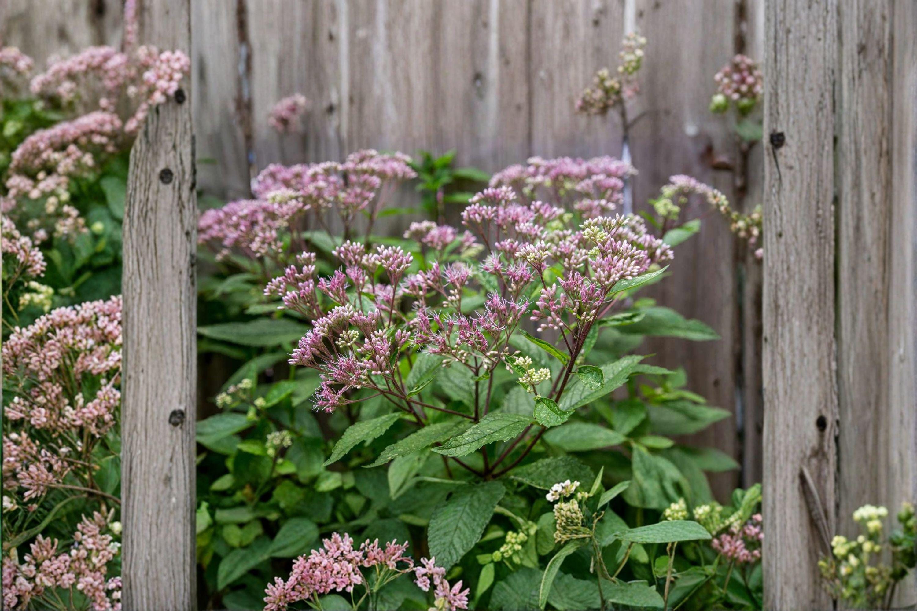 Eutrochium purpureum – Sweet Scented / Purple Joe Pye Weed | 100 Seeds | Native Pollinator Wildflower