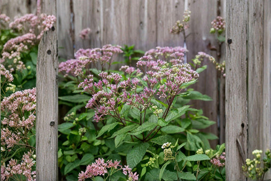 Eutrochium purpureum – Sweet Scented / Purple Joe Pye Weed | 100 Seeds | Native Pollinator Wildflower