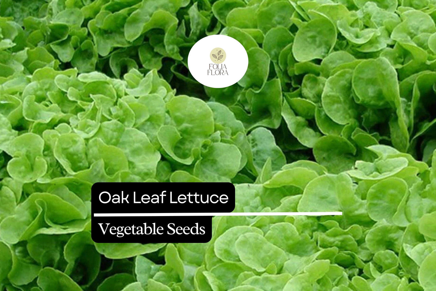 1000 Oak Leaf Lettuce Seeds – Lactuca sativa – Heirloom Loose-Leaf, Tender Texture, Sweet Flavor, Non-GMO, Fast-Growing, Heat-Tolerant