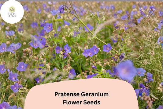 25+ Pratense Geranium Seeds | Hardy Perennial | Violet-Purple Blooms for Cottage Gardens & Borders