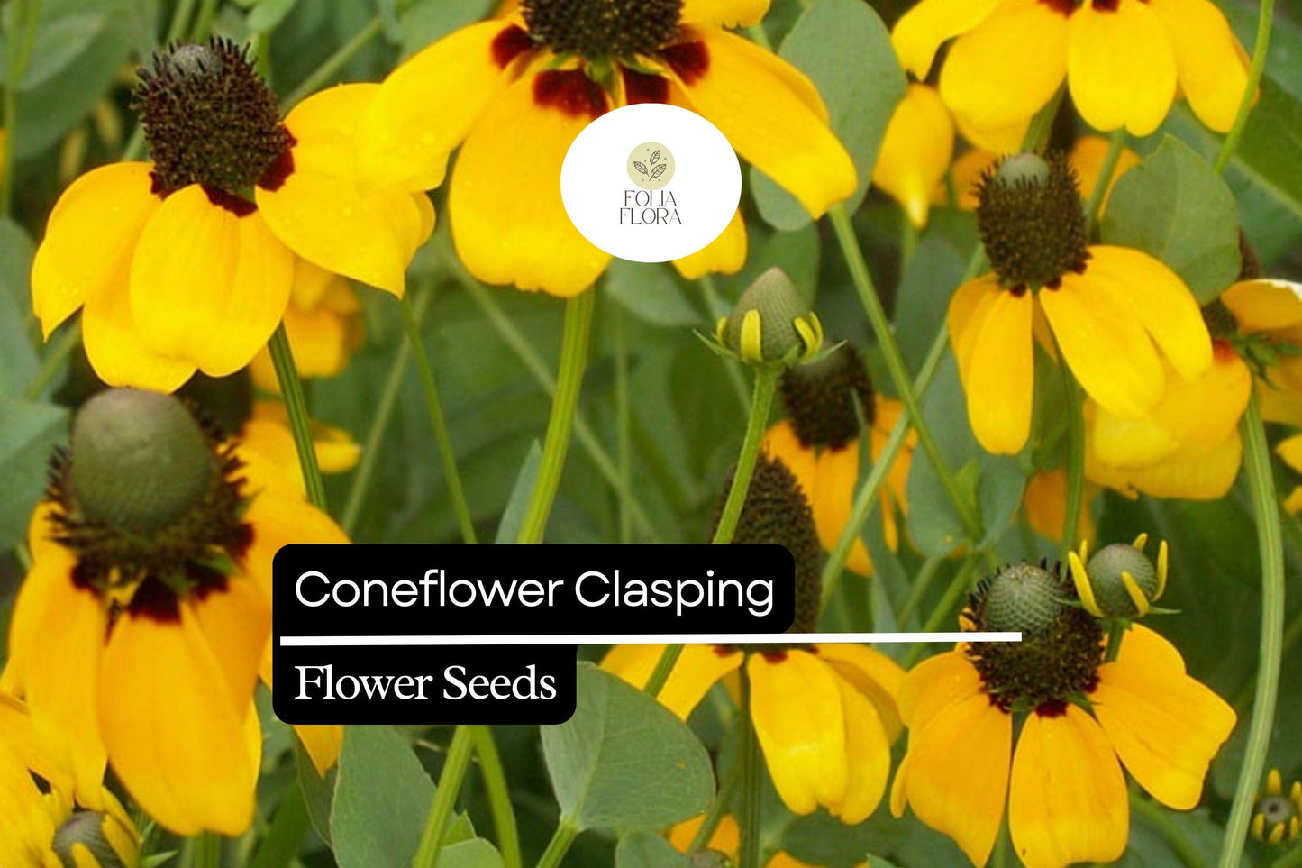 100mg Clasping Coneflower Seeds (Dracopis amplexicaulis) - Vibrant Native Wildflower for Pollinators