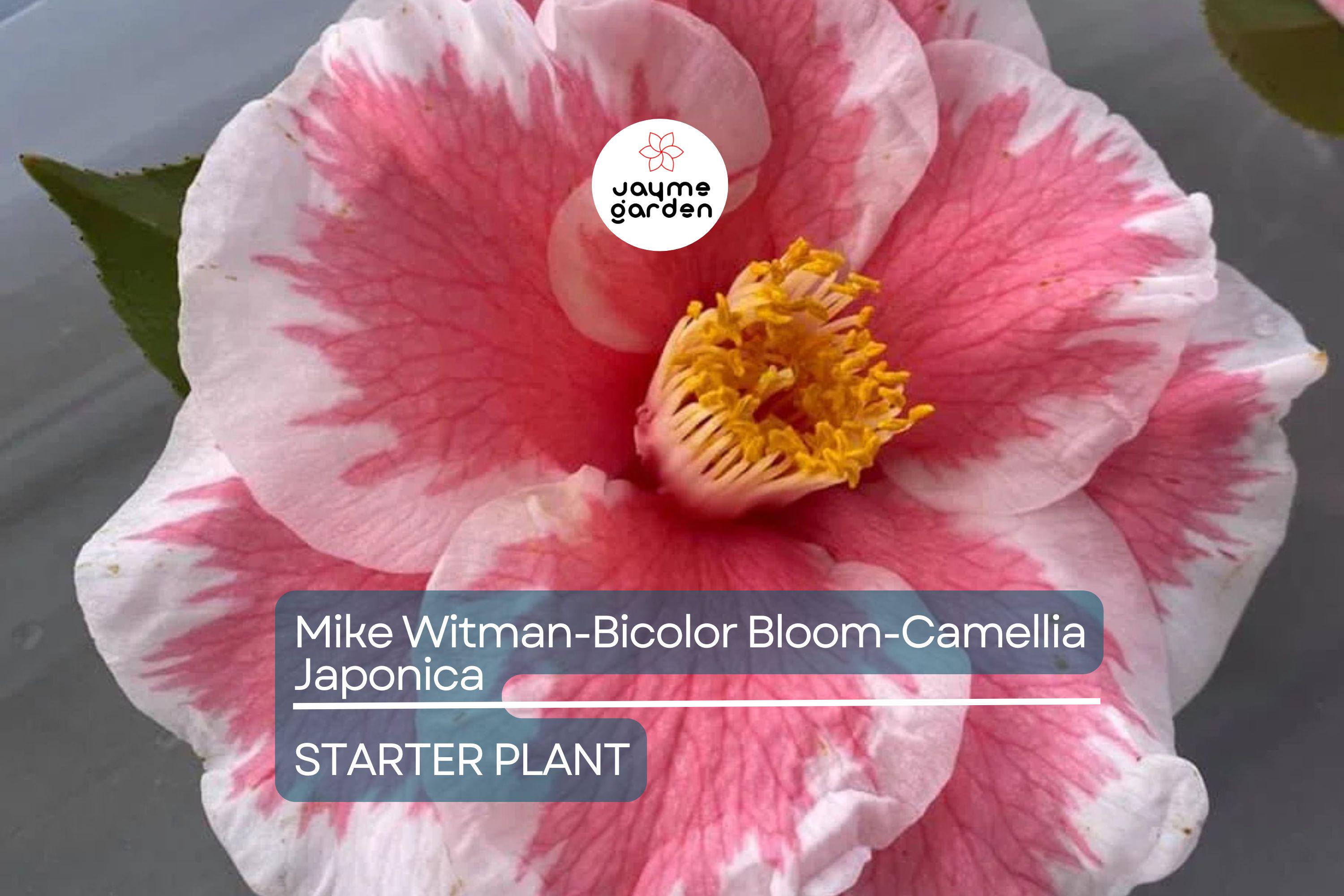 Mike Witman Camellia Japonica | Rare Bicolor Bloom | Live Starter Plant | Evergreen Shrub | All-Season Beauty | USDA Zone 7-10