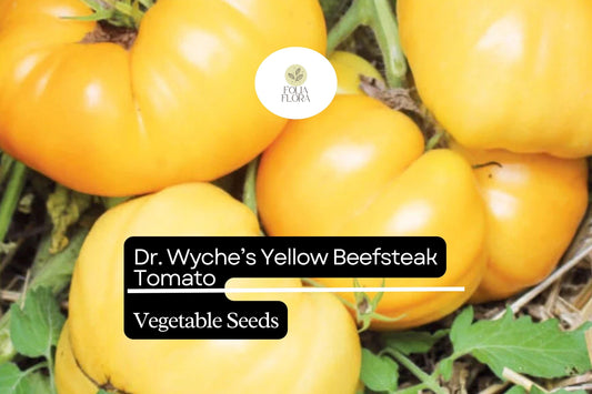 30 Dr. Wyche’s Yellow Tomato Seeds – Solanum lycopersicum – Heirloom Beefsteak, High-Yielding, Perfect for Slicing