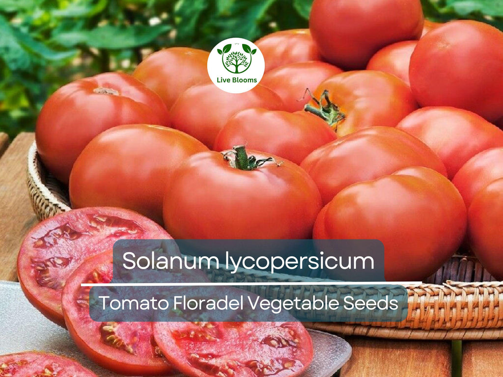 100 mg Floradel Tomato Seeds - Solanum lycopersicum | Heirloom Slicing Tomato for Planting, Gardening & Juicy Harvest