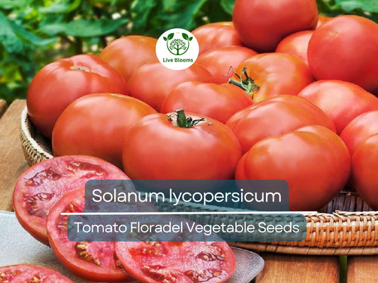 100 mg Floradel Tomato Seeds - Solanum lycopersicum | Heirloom Slicing Tomato for Planting, Gardening & Juicy Harvest