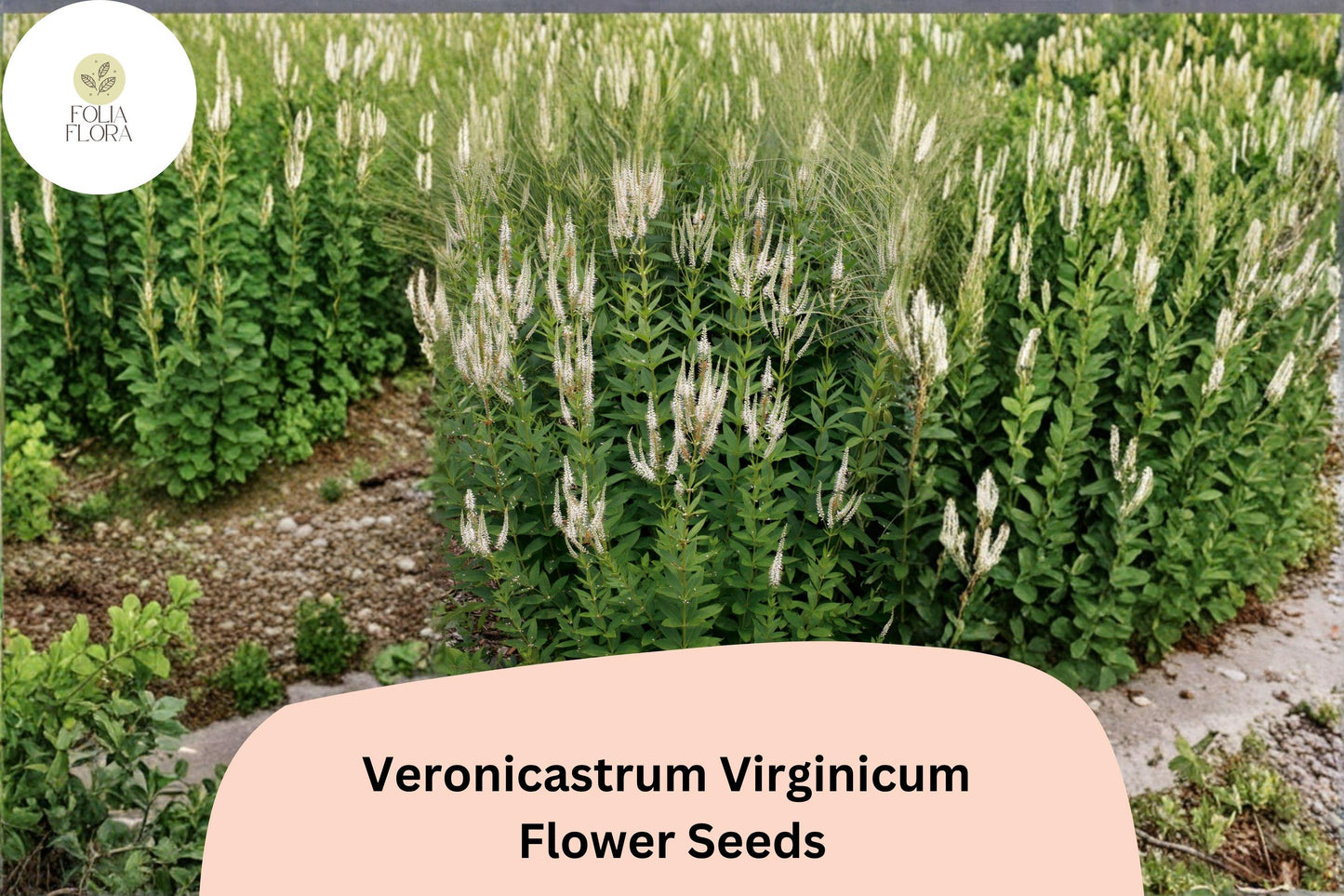 2500 Veronicastrum virginicum Seeds | Culver’s Root | Native White Wildflower for Pollinator & Prairie Gardens
