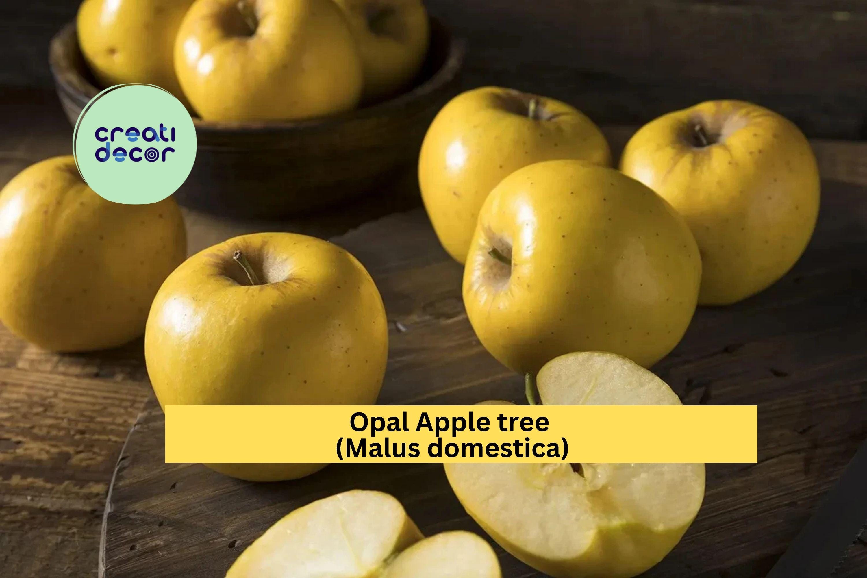 Opal Apple Tree Cuttings | 3 Fresh Malus domestica Scions | Rooting or Grafting Wood for Fruit Tree Propagation