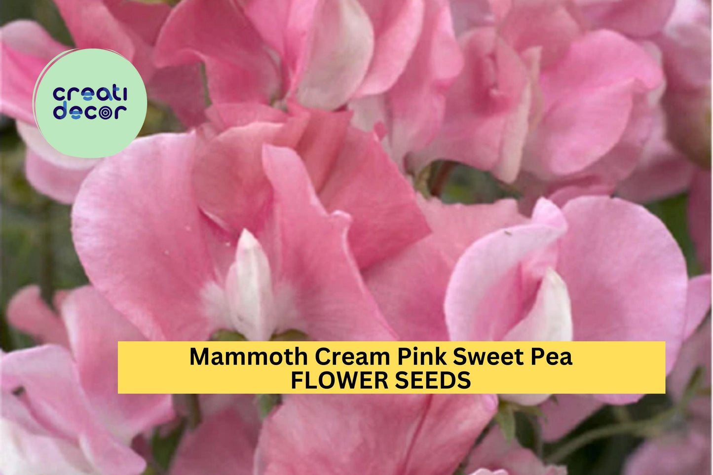 50+ Mammoth Cream Pink Sweet Pea Seeds – Large Fragrant Blooms for Garden Planting, Climbing Vines for Trellises & Bouquets – USA