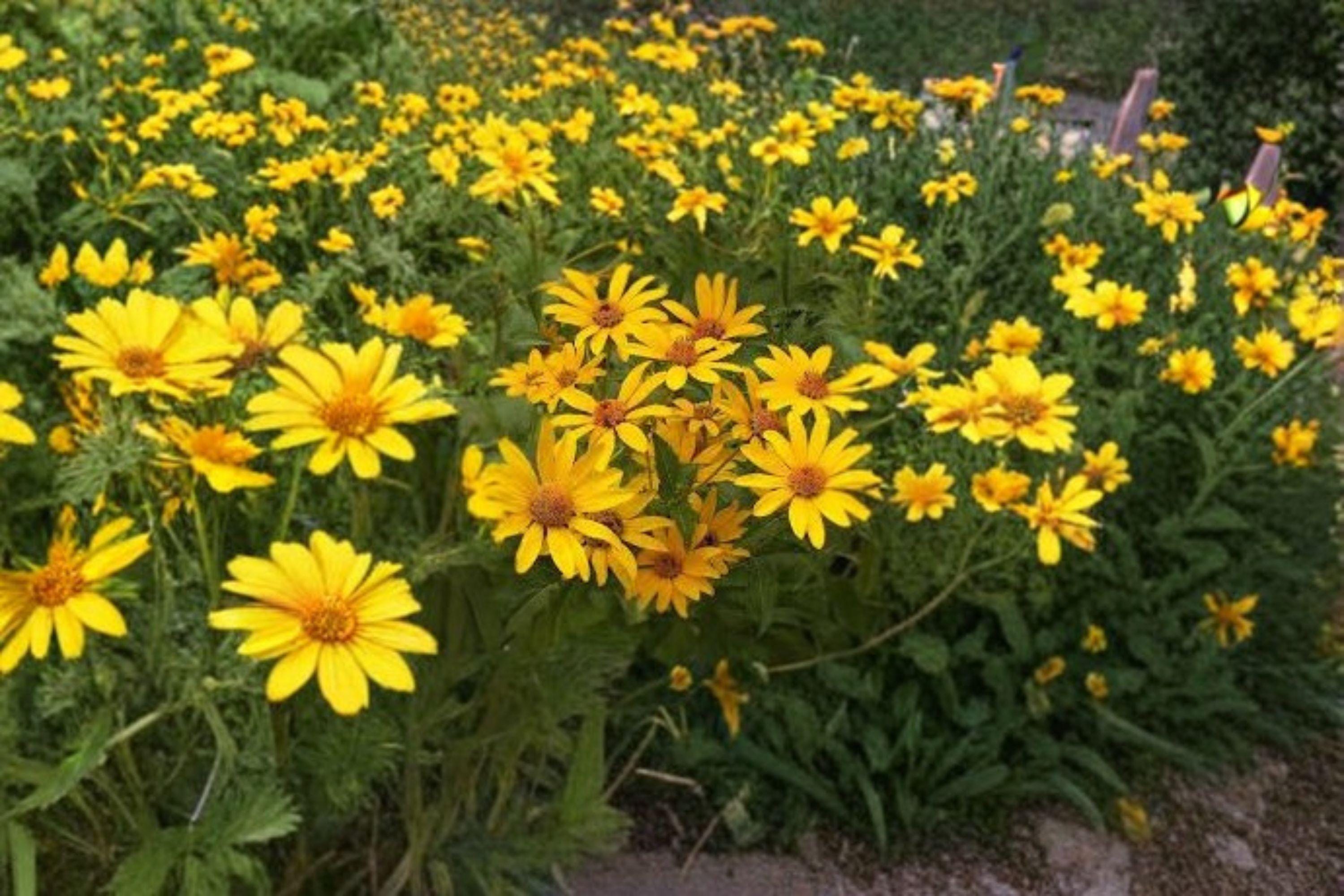 Early Sunflower – Flowering Plant 100 Seeds | Fast-Blooming Sunflower | Bright Yellow Flowers | Great for Cut & Pollinators
