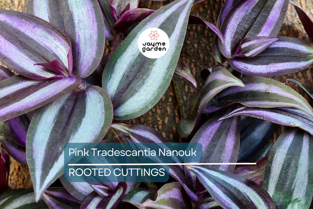 12 Fully Rooted Wandering Jew Cuttings | Tradescantia Zebrina | Healthy, Vibrant & Guaranteed to Grow | Indoor/Outdoor Houseplants
