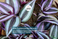 12 Fully Rooted Wandering Jew Cuttings | Tradescantia Zebrina | Healthy, Vibrant & Guaranteed to Grow | Indoor/Outdoor Houseplants