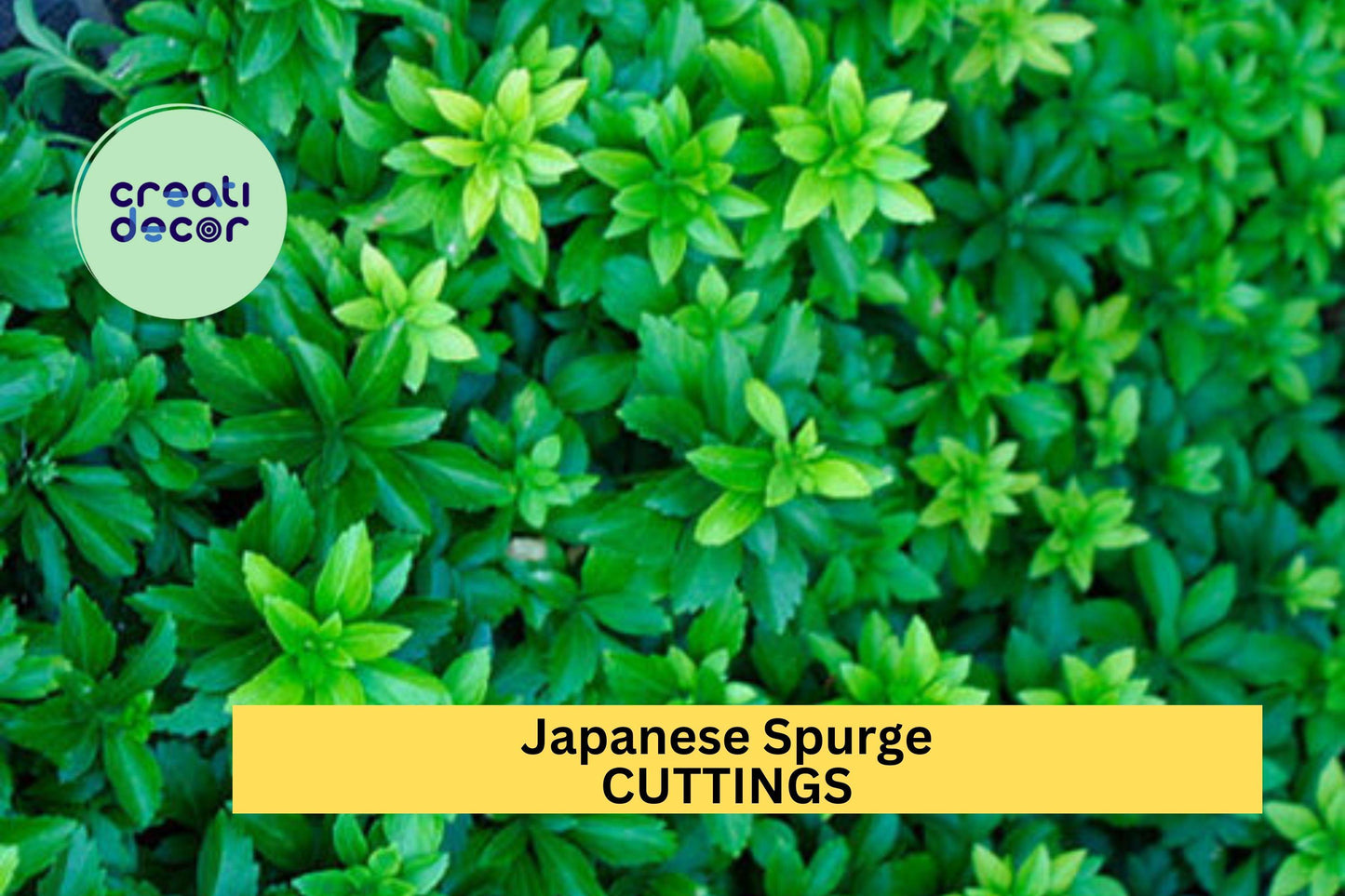 10 Pachysandra Cuttings | Japanese Spurge Evergreen Ground Cover | Shade Loving Perennial for Garden Borders and Landscaping