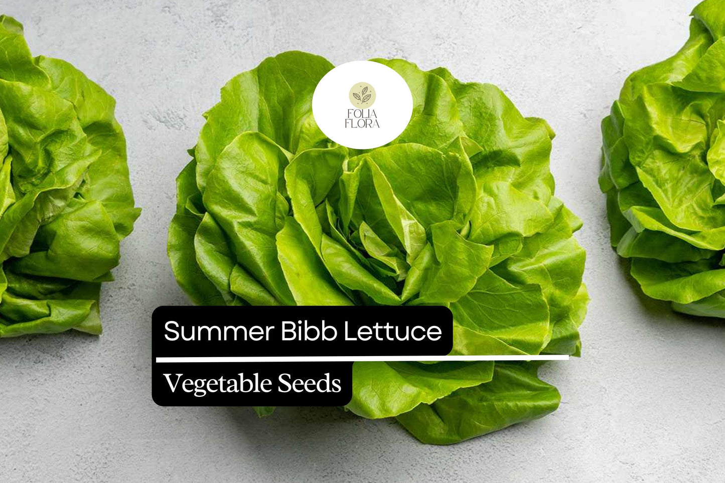 1000 Summer Bibb Lettuce Seeds – Heirloom, Non-GMO, Heat-Tolerant, Tender & Sweet