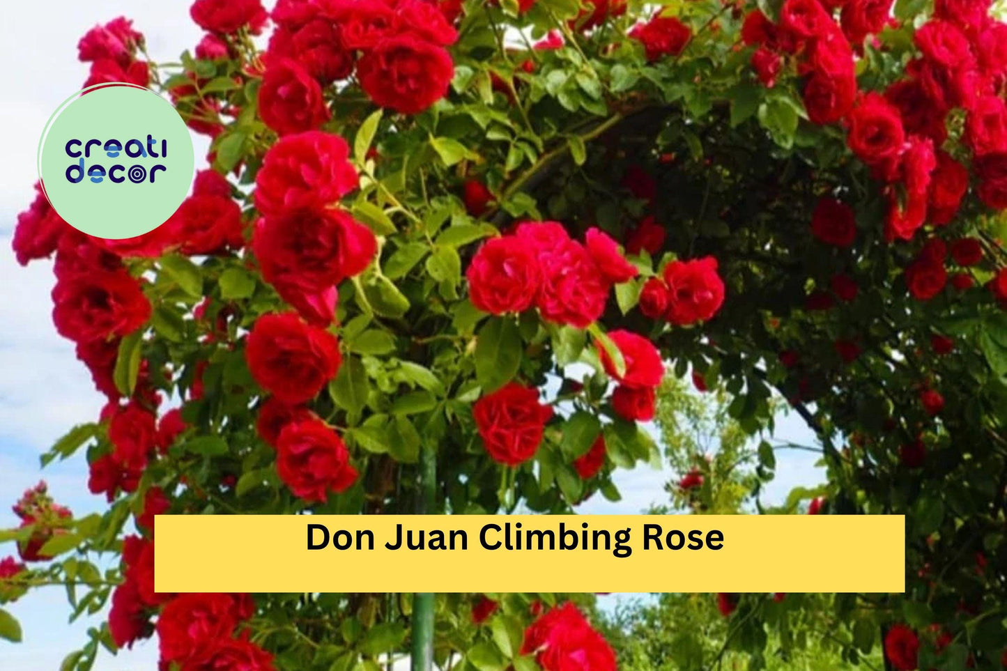 Don Juan Climbing Rose – Rosa ‘Don Juan’ – Live Well-Rooted Red Rose Plant, Fragrant Perennial Flowering Vine for Garden Trellis