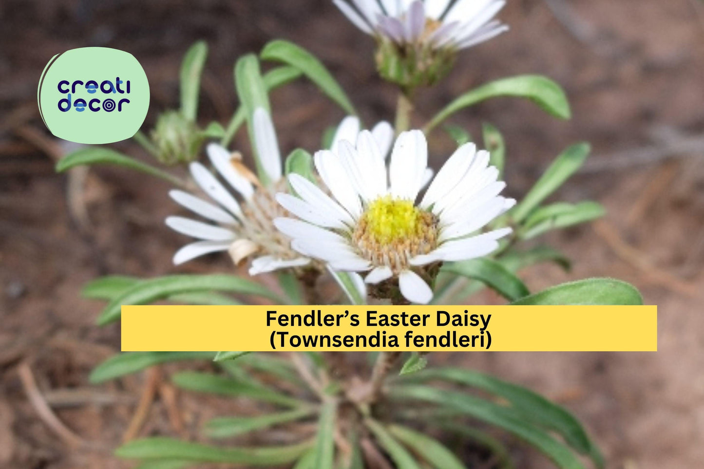 Fendler’s Easter Daisy Seeds (Townsendia fendleri) – 100 Native Perennial Seeds | Drought-Tolerant | Compact Rock Garden Flower