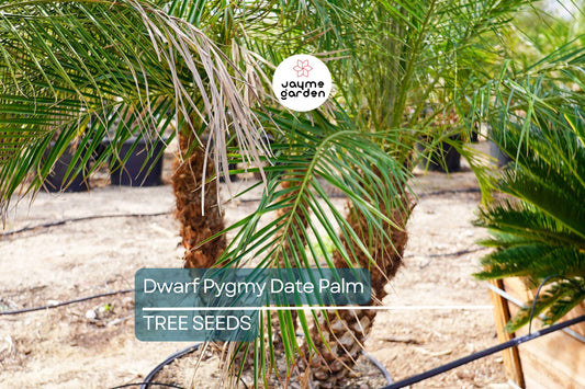 10 Dwarf Pygmy Date Palm Seeds – Phoenix roebelinii, Indoor Houseplant, 6 ft Tall, Subtropical Palm, Great for Containers & Landscaping