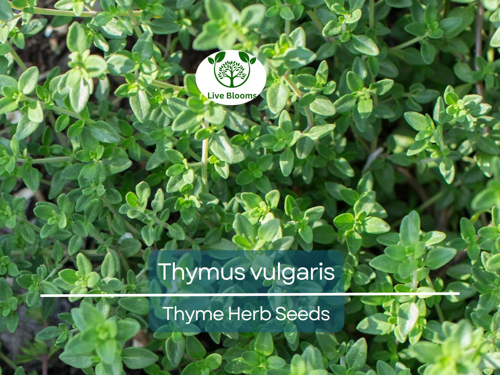350 Thyme Seeds for Planting - Thymus vulgaris - Aromatic Herb for Cooking & Garden, Fresh Culinary Herb, Perfect for Home Garden Growers