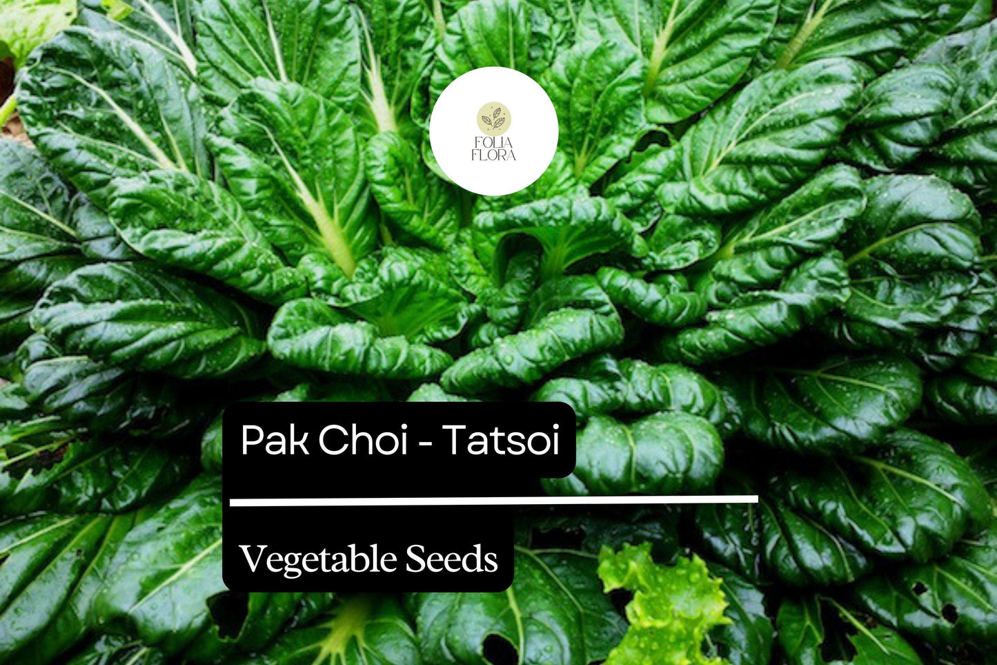 500mg Pak Choi Tatsoi Seeds Brassica rapa for Planting | Heirloom Asian Greens for Salads, Stir-Fries, and Soups