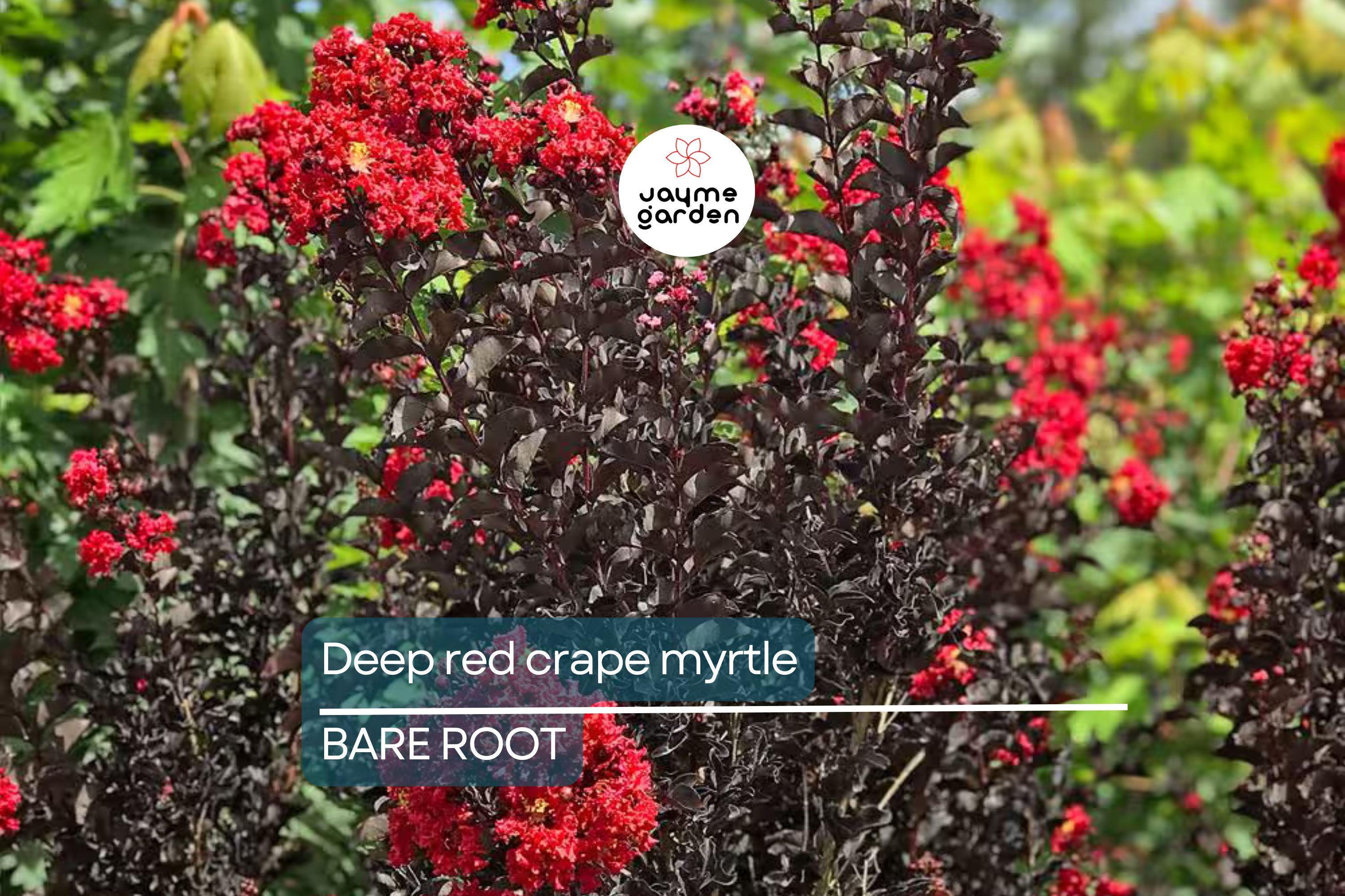Deep Red Crape Myrtle 'Dynamite' 2-3 ft | Fast Growing Shrub/Tree | Full Sun, Late Summer Blooms
